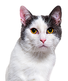 Contacter Garde Pattounes. Visuel d'un chat blanc et gris