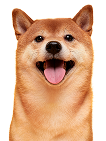 Contacter Garde Pattounes. Visuel d'un chien joyeux