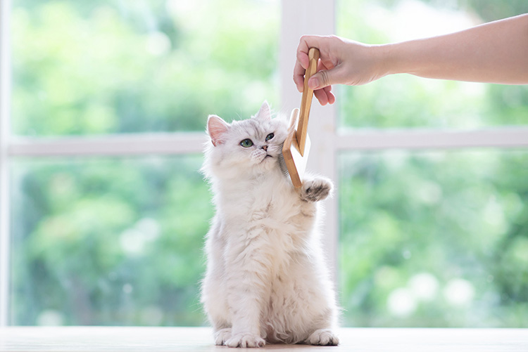 Brossage d'un chat blanc à poil long