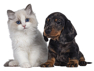 Services animaliers : Garde de chaton, chiot, etc