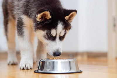 L&rsquo;alimentation chez le chien