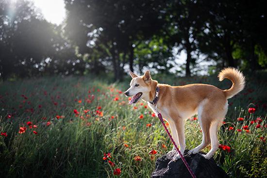 Chien roux et blanc en laisse dans une prairie