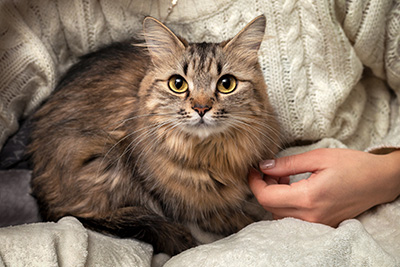 Garde d'animaux : service de Garde Pattounes - Chat tigré à poils longs