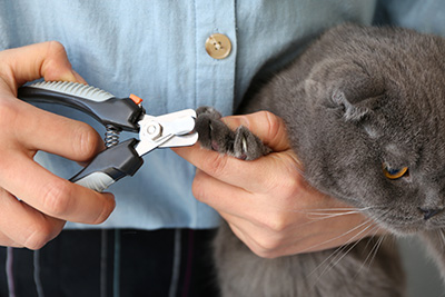 Coupe de griffes : service de Garde Pattounes - Chat gris se faisant couper les griffes