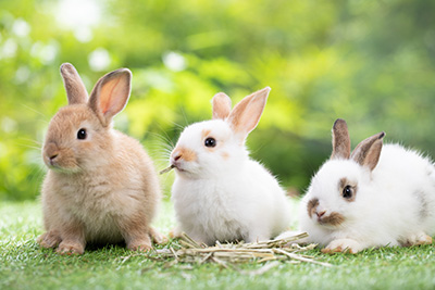 L&rsquo;alimentation chez le lapin