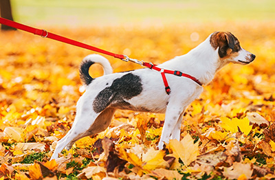 Promenades : service de Garde Pattounes - Jack Russell en laisse sur un parterre de feuilles mortes