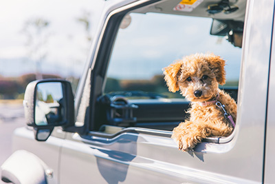 Transport animalier : service de Gardde Pattounes - Chien beige à la fenêtre d'une voiture